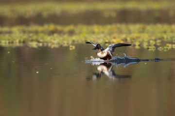Northern Shoveler  landing
