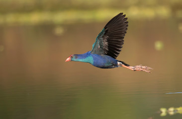 The Grey headed swamphen flying