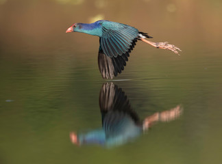 Fototapeta premium Grey-headed swamphen flying over lake