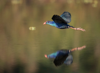 Grey-headed swamphen flying over lake