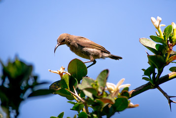 Palestine sun bird on a tree