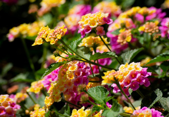 colorful flowers in the garden