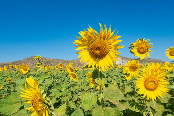 Sunflower field Nature background, blooming sunflowers close-up.