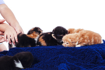 kittens on wood box.