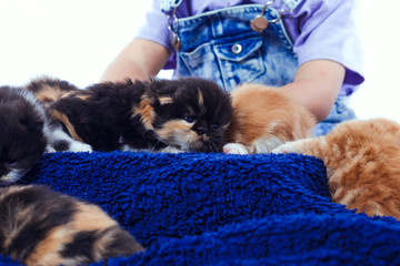 hand catch kitten in the wood box.