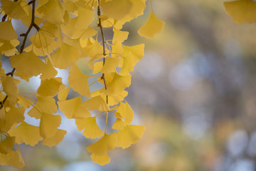  Ginkgo leaves in fall autumn season for banner background.