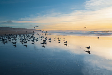 Flock of seagulls on the beach at sunset
