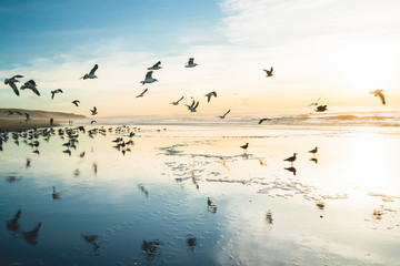 Sunset on the beach and flock of birds flying over the sea