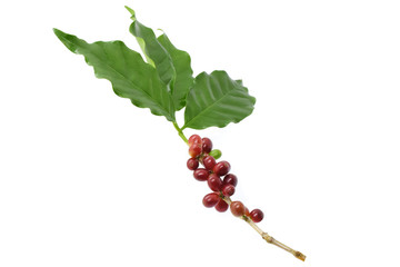 Coffee berries an leaves coffee on white background.