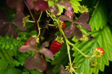 Red ripe strawberry in the garden. Selective focus. Shallow depth of field.