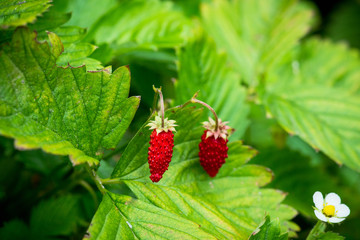 Red ripe strawberry in the garden. Selective focus. Shallow depth of field.