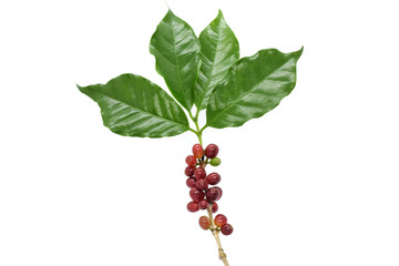 Coffee berries and leaves coffee on white background.