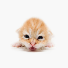 Newborn Persian Kitten isolated on White