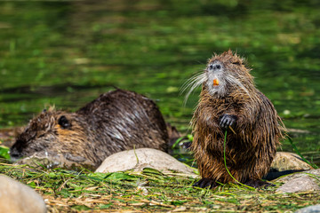 Coypu, Myocastor coypus, also known as river rat or nutria