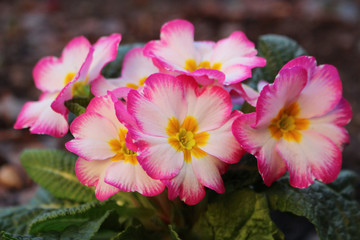 Primrose ,primula vulgaris, is an early spring flower. They have a high variety of colors and can be used both as a balcony plant and bedding plant. They are perennial and beautiful. Concept flowers.