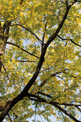 Fototapeta premium The Botanical Garden in Croatian capital Zagreb