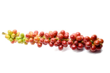 Coffee berries red green on white background.