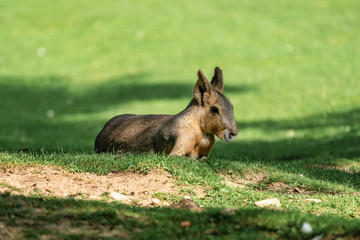 Patagonian Mara, Dolichotis patagonum are large relatives of guinea pigs