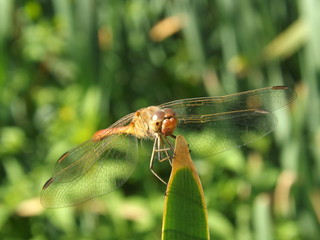 dragonfly