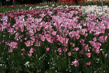 pink and white tulips