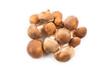 Shitake tasty mushroom isolated on white background.