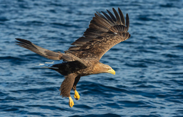 Fishing White-tailed eagle. Juvenile bird. Blue Ocean background. Scientific name: Haliaeetus albicilla, also known as the ern, erne, gray eagle, Eurasian sea eagle and white-tailed sea-eagle.