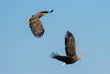 White tailed eagles in flight. Sky background. Scientific name: Haliaeetus albicilla, also known as the ern, erne, gray eagle, Eurasian sea eagle and white-tailed sea-eagle.