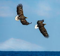 White tailed eagles in flight. Sky background. Scientific name: Haliaeetus albicilla, also known as the ern, erne, gray eagle, Eurasian sea eagle and white-tailed sea-eagle.