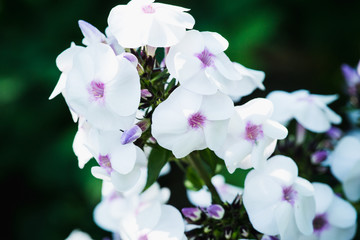 Obraz premium Blooming phlox in the garden. Shallow depth of field.