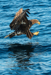 Fishing White-tailed eagle. Juvenile bird. Blue Ocean background. Scientific name: Haliaeetus albicilla, also known as the ern, erne, gray eagle, Eurasian sea eagle and white-tailed sea-eagle.
