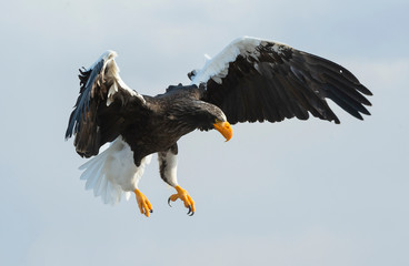 Adult Steller's sea eagle in flight. Sky background. Scientific name: Haliaeetus pelagicus. Natural Habitat.