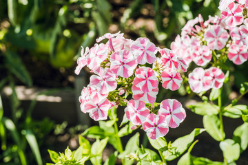Blooming phlox in the garden. Shallow depth of field.