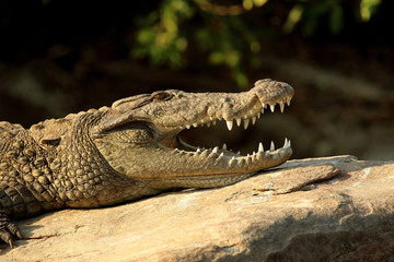 Marsh crocodile, Crocodylus palustris at Ranganathittu Bird Sanctuary in Karnataka, India