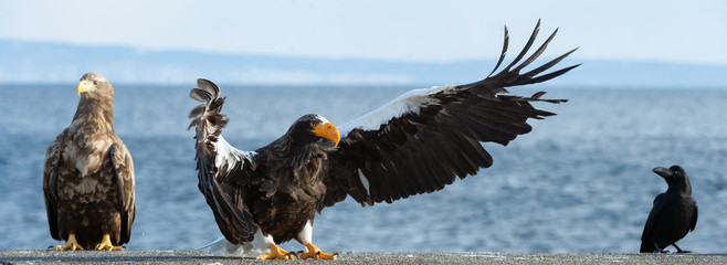 Adult Steller`s sea eagle spread its wings. Steller's sea eagle landed. Scientific name: Haliaeetus pelagicus. Blue sky and ocean background. 