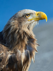 Closeup portait of White-tailed eagle .  Scientific name: Haliaeetus albcilla. Isolated on the white.