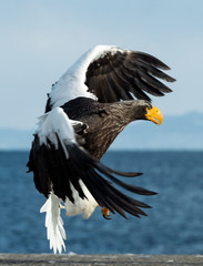 Naklejka premium Adult Steller's sea eagle is landing. Scientific name: Haliaeetus pelagicus. Blue sky and ocean background.