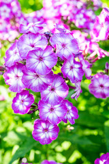 Blooming phlox in the garden. Shallow depth of field.