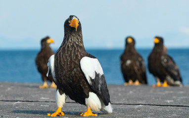 Close up portrait of Adult Steller's sea eagle.  Scientific name: Haliaeetus pelagicus. . Blue background.