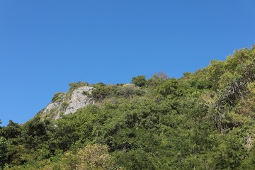 Fototapeta na wymiar tree in mountains