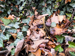 Green ivy plant in a forest with yellow fallen leaves.