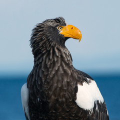 Close up portrait of Adult Steller's sea eagle.  Scientific name: Haliaeetus pelagicus. . Blue background.