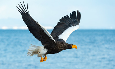 Adult Steller's sea eagle in flight.  Scientific name: Haliaeetus pelagicus. Blue sky and ocean background.
