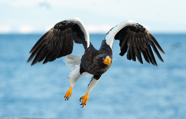 Adult Steller's sea eagle in flight.  Front view. Scientific name: Haliaeetus pelagicus. Blue  ocean background.