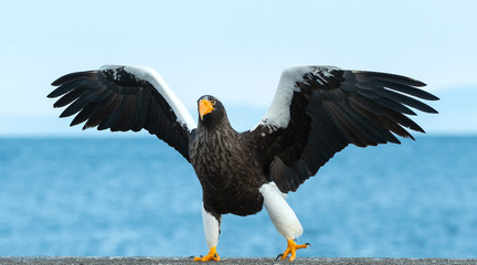 Adult Steller`s sea eagle spread its wings. Steller's sea eagle landed. Scientific name: Haliaeetus pelagicus.  Blue sky and ocean background.