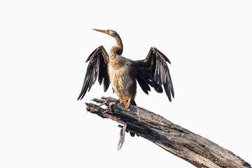 African darter drying wings in the sun. Isolated on white