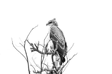 Martial eagle in a tree, looking to the left. Monochrome