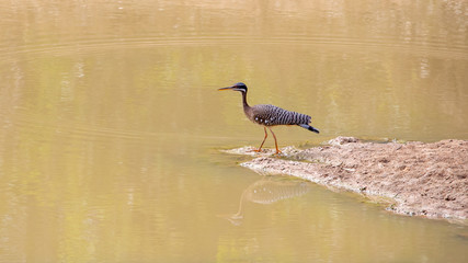 Eine Sonnenralle in der Seitenansicht an einer Wasserstelle im Pantanal