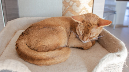  beautiful red cat sleeps closeup