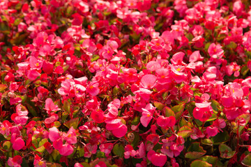 small pink flowers as a background