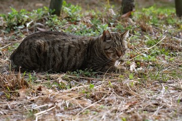 street cat crouching on side street in park.